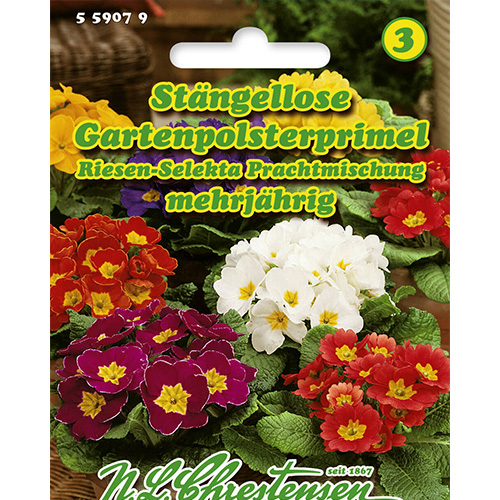 1 pac, Primula Giant Selekta, mix multicolor Chrestensen - Semințe: Mod de ambalare: 1 pac