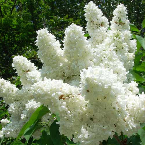 1 buc, Liliac Madame Lemoine - : Mod de ambalare: 1 buc