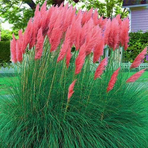 1 buc, Iarbă de pampas roșie - Răsaduri: Mod de ambalare: 1 buc