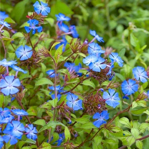 1 buc, Ceratostigma griffithii - Răsaduri: Mod de ambalare: 1 buc