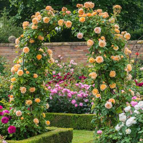 1 buc, Trandafir urcător Principesa Margareta - Butași: Mod de ambalare: 1 buc