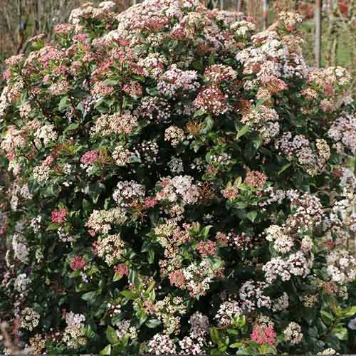 1 buc, Călin Lisarose - Răsaduri: Mod de ambalare: 1 buc