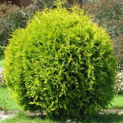 1 saz, Tůje západní Golden Globe - : Monžstvo balíkov: 1 saz