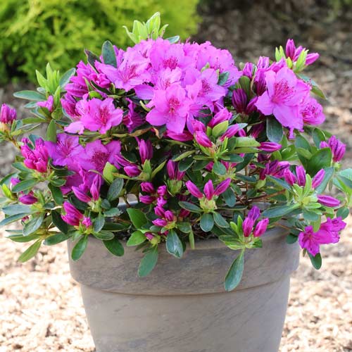 1 db, Azálea Konigstein, P9 - Palánták: Mod de ambalare: 1 db