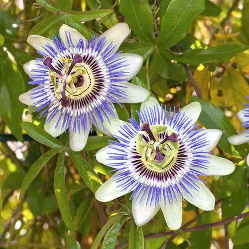 1 db, Golgotavirág (Passiflora) White-Blue Hybrid - Évelő: Mod de ambalare: 1 db