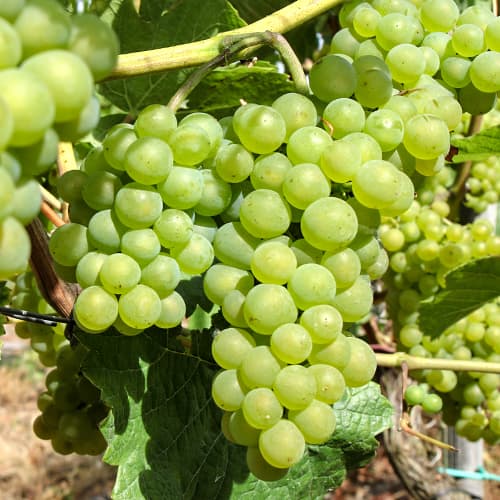 1 db, Szőlő Perła Zalii - Palánták: Mod de ambalare: 1 db