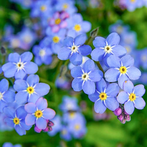 1 szt, Nefelejcsvirág Ocean Carpet Kiepenkerl - Magok: Mod de ambalare: 1 db