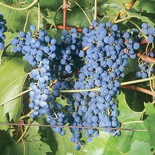 1 db, Szőlő Frontenac - Dugványok: Mod de ambalare: 1 db