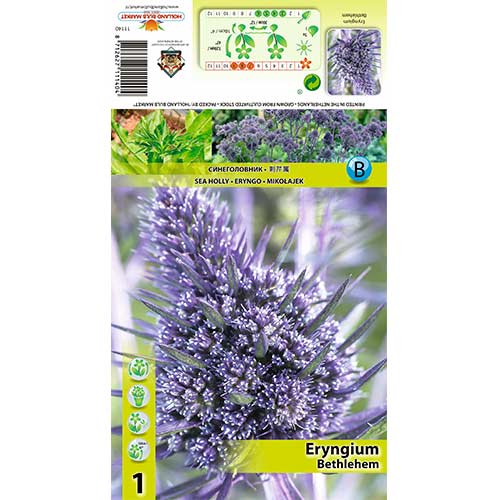 1 db, Iringó (Eryngium) Bethlehem - Évelő: Mod de ambalare: 1 db