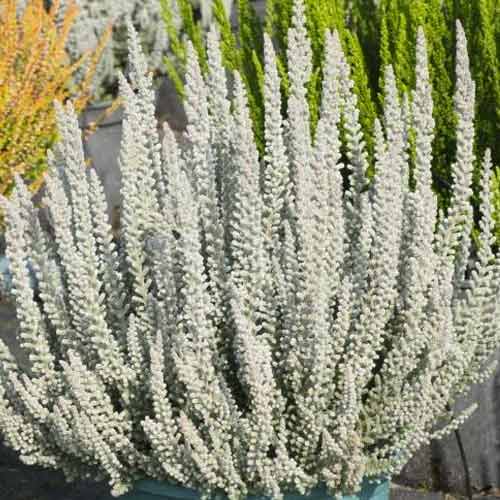 1 Pflanze(n), Besenheide Zilly - Setzlinge: Ilość w opakowaniu: 1 Pflanze(n)