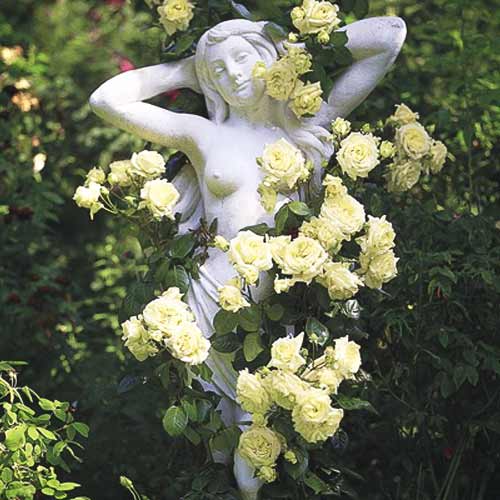 1 Pflanze(n), Kletterrose grün - Setzlinge: Ilość w opakowaniu: 1 Pflanze(n)