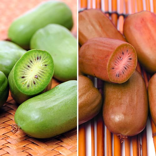 Tolles Angebot! Mini-Kiwi (Actinidia) grün Duo, Set mit 2 Setzlingen - Setzlinge: Ilość w opakowaniu: 2 Pflanze(n)