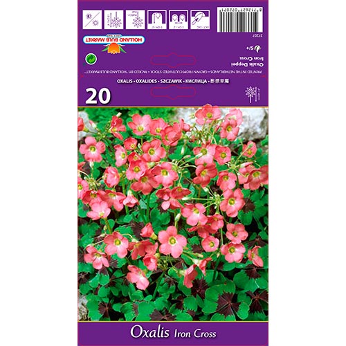 20 Stück, Sauerklee (Oxalis) Iron Cross - Blumenzwiebeln: Ilość w opakowaniu: 20 Stück