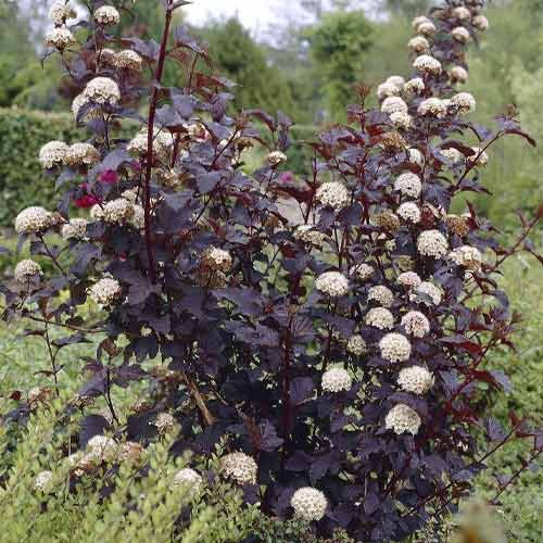 1 Pflanze(n), Blasenspiere Summer Wine PBR, C3 - Setzlinge: Ilość w opakowaniu: 1 Pflanze(n)