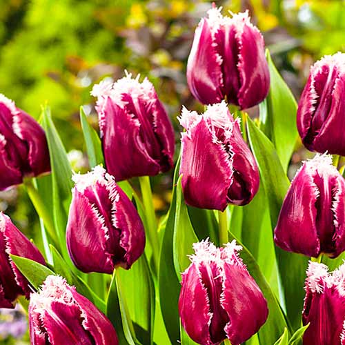 8 Stück, Tulpe San Pablo - Blumenzwiebeln: Ilość w opakowaniu: 8 Stück