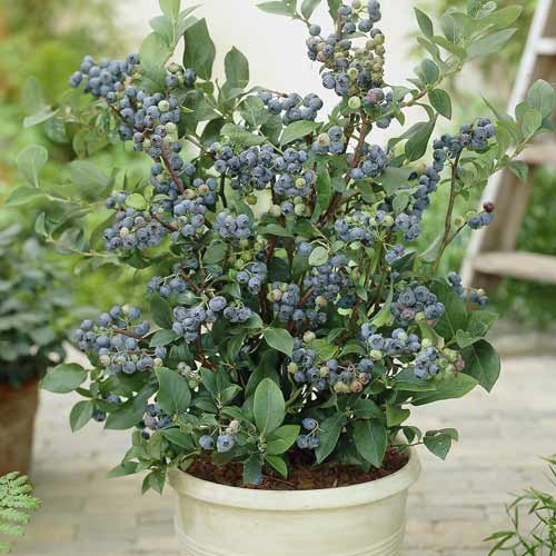 1 Pflanze(n), Heidelbeere Northland, С7 - Setzlinge: Ilość w opakowaniu: 1 Pflanze(n)