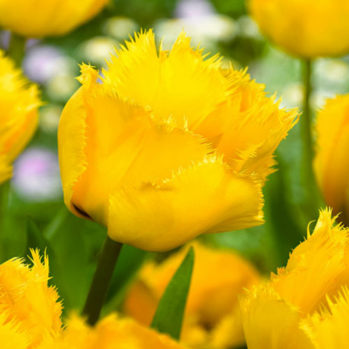 8 Stück, Tulpe Crystal Star - Blumenzwiebeln: Ilość w opakowaniu: 8 Stück