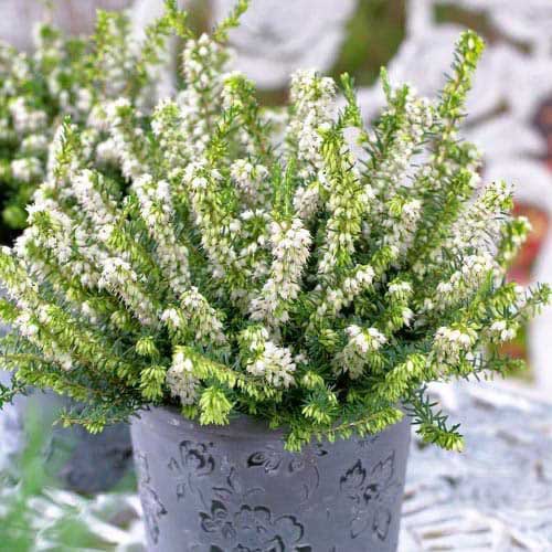 1 Stück, Winterblühende Heide White Perfection - Stauden: Ilość w opakowaniu: 1 Stück