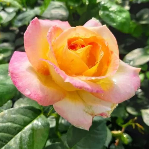 Rosa de flor grande Peace - Plântulas: Ilość w opakowaniu: 1 plant