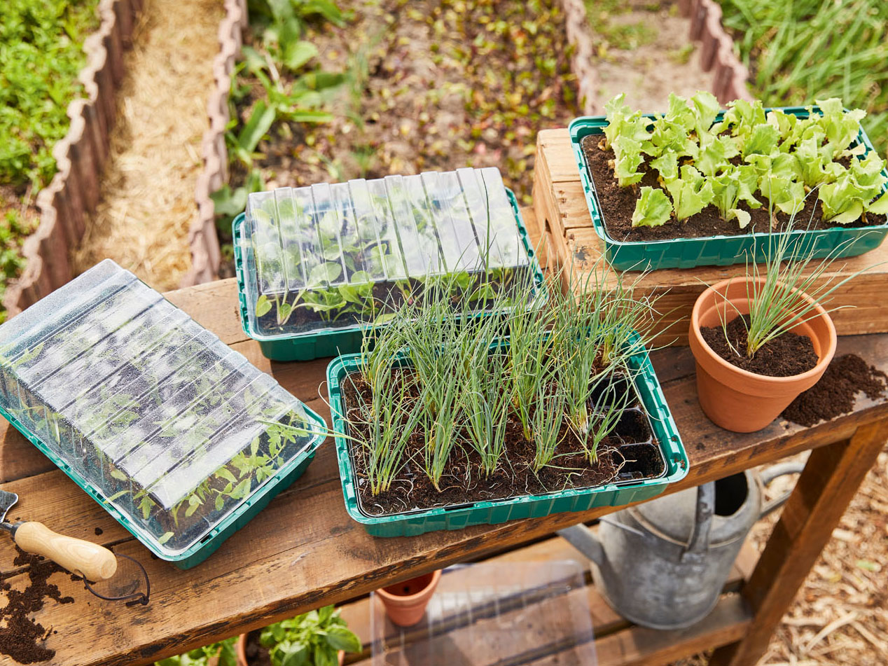 Parkside Zestaw skrzynek na sadzonki, z 24 wkładkami