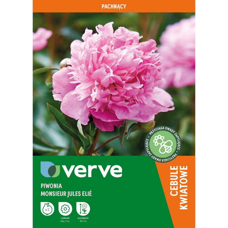 Piwonia Monsier Jules Elie 1 szt.
