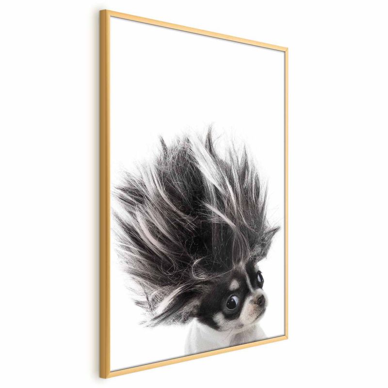 Plakat Artgeist Chihuahua 21x30 cm z ramą złotą 1 szt