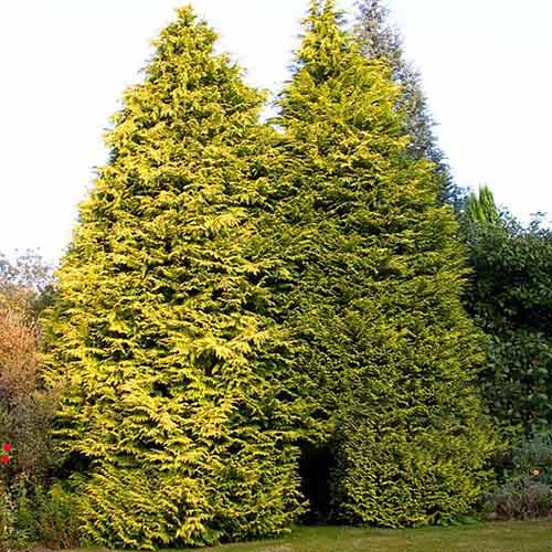 1 sadz, Cyprysowiec Leylanda Castlewellan - Sadzonki: Ilość w opakowaniu: 1 sadz