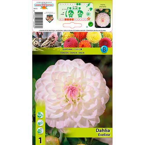 1 szt., Dalia Eveline - Byliny: Ilość w opakowaniu: 1 szt.