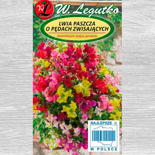 1 szt, Lwia paszcza o pędach zwisających, mieszanka Legutko - Nasiona: Ilość w opakowaniu: 0.01 g