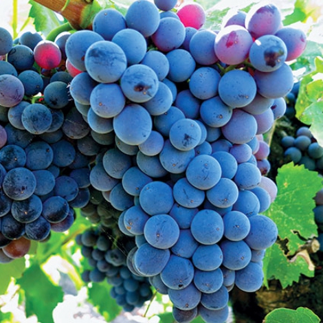 1 sadz, Winorośl Adel Mine - Sadzonki: Ilość w opakowaniu: 1 sadz