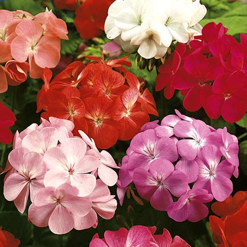 1 szt, Pelargonia rabatowa, mieszanka - Nasiona: Ilość w opakowaniu: 0.05 g