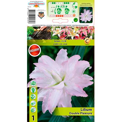1 szt., Lilia azjatycka Double Pleasure - Cebule: Ilość w opakowaniu: 1 szt.