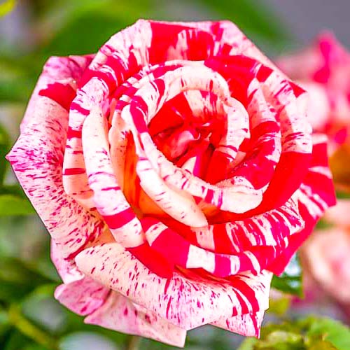 1 szt, Róża wielkokwiatowa Papageno - Sadzonki: Ilość w opakowaniu: 1 sadz