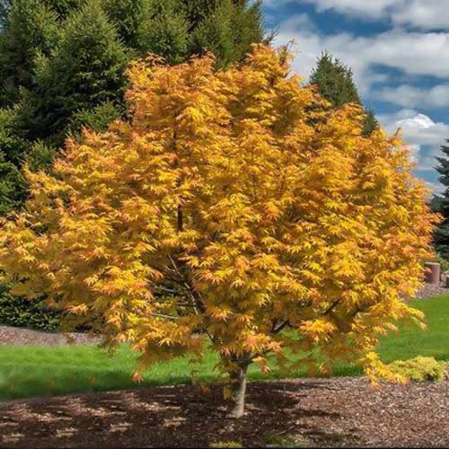 1 sadz, Klon palmowy Orange Dream - Sadzonki: Ilość w opakowaniu: 1 sadz