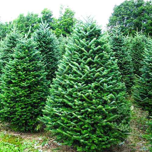 1 sadz, Jodła Frasera - Sadzonki: Ilość w opakowaniu: 1 sadz