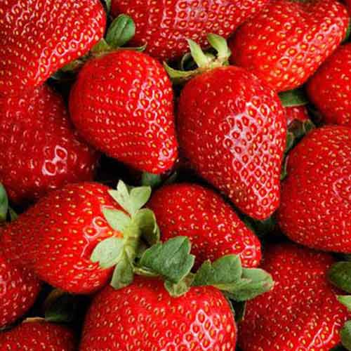 1 szt, Truskawka Asia - Sadzonki: Ilość w opakowaniu: 5 sadz