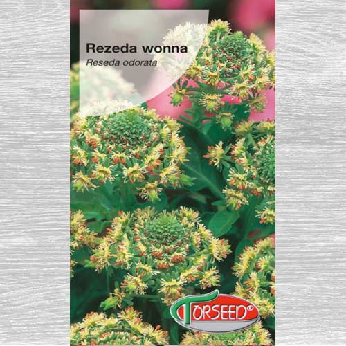 1 szt, Rezeda wonna czerwona - Nasiona: Ilość w opakowaniu: 2 g
