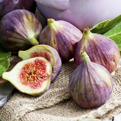 1 sadz, Figowiec pospolity - Sadzonki: Ilość w opakowaniu: 1 sadz