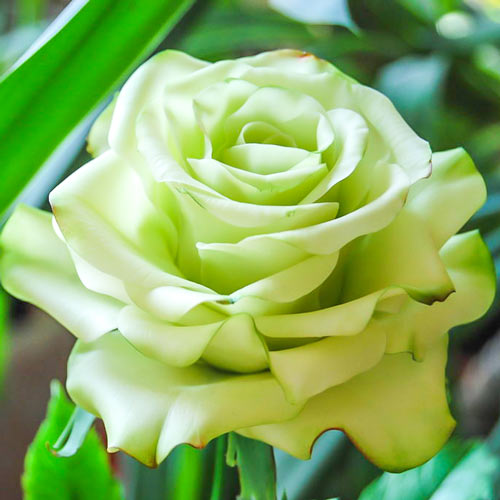 1 szt, Róża wielkokwiatowa Super Green - Sadzonki: Ilość w opakowaniu: 1 sadz