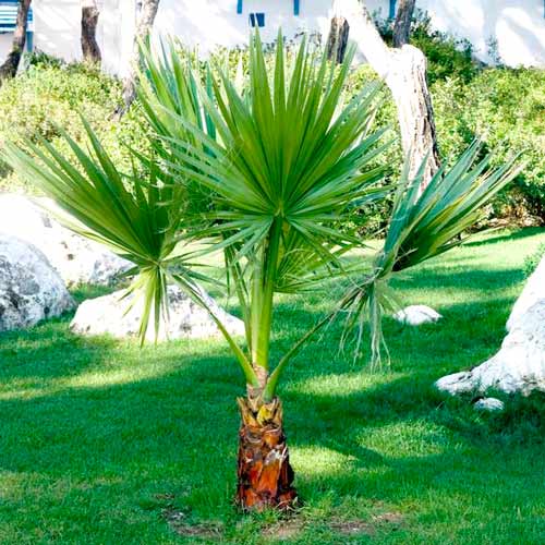 1 szt, Palma Waszyngtonia - Nasiona: Ilość w opakowaniu: 5 szt