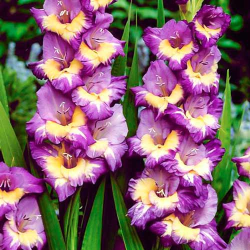 10 cebul, Gladiola (Mieczyk) wielkokwiatowy Dynamite - Cebule: Ilość w opakowaniu: 10 cebul