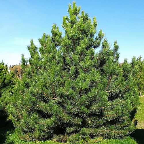 1 sadz, Sosna pospolita - Sadzonki: Ilość w opakowaniu: 1 sadz