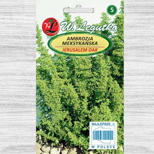 1 szt, Ambrozja meksykańska zielona - Nasiona: Ilość w opakowaniu: 0.1 g