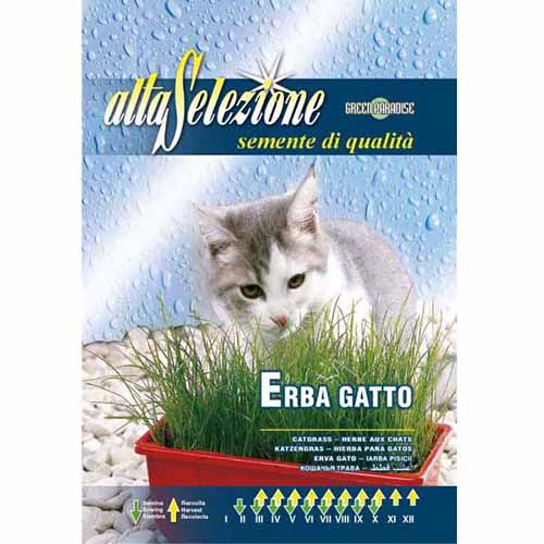 1 szt, Kocia trawa (Cat grass) Morami - Nasiona: Ilość w opakowaniu: 5 g