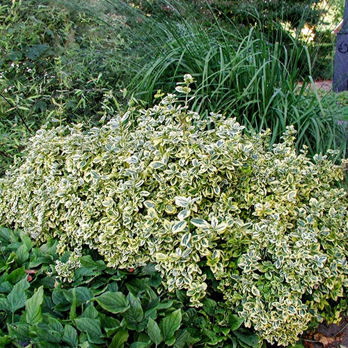 1 sadz, Trzmielina Fortune’a Emerald Gaiety - Sadzonki: Ilość w opakowaniu: 1 sadz