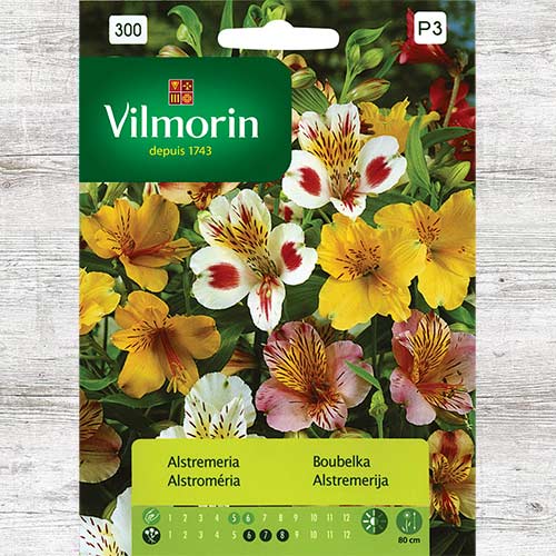 1 szt, Alstremeria, mieszanka - Nasiona: Ilość w opakowaniu: 0.1 g