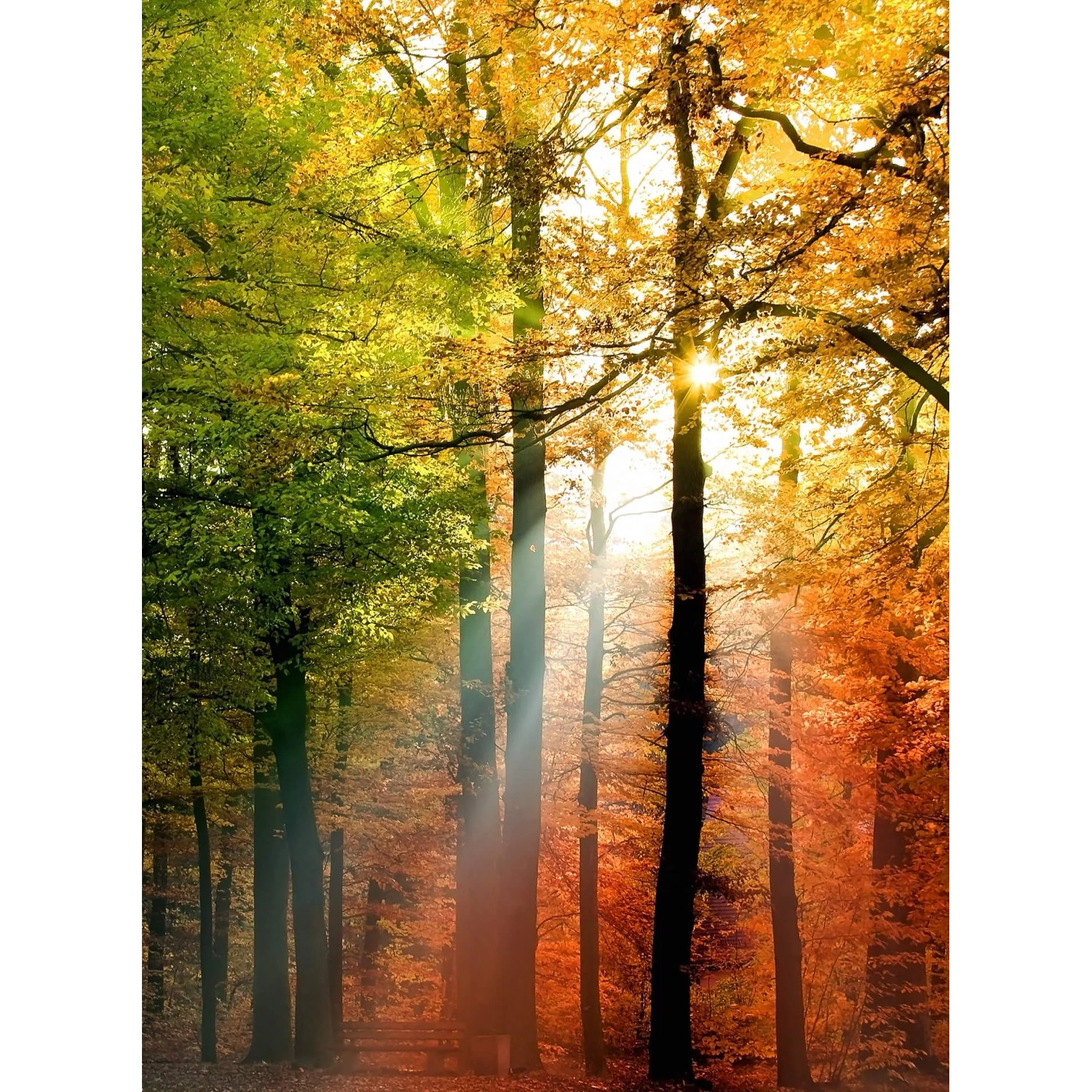 Fototapeta Golden Autumn 192x260 cm