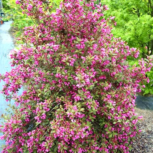 1 buc, Weigela Victoria - : Mod de ambalare: 1 buc