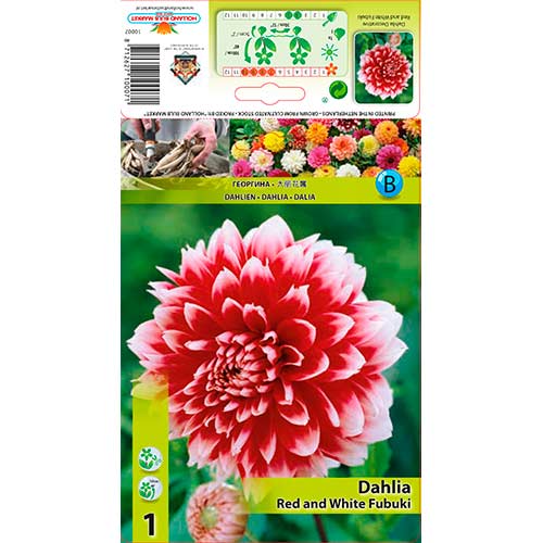 1 buc, Dalie Red and White Fubuki - Bulbi: Mod de ambalare: 1 buc