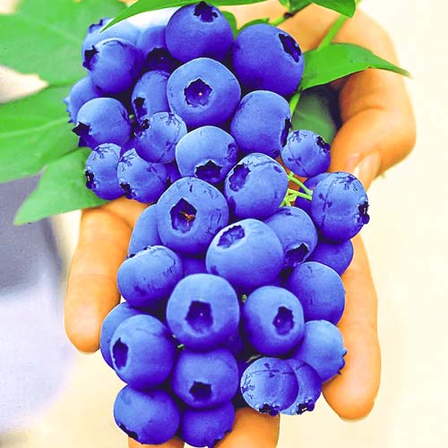 1 buc, Afin Sunt Blue Giant - Răsaduri: Mod de ambalare: 1 buc